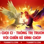 Đá Gà Chọi C1 - Thống Trị Trường Gà Với Chiến Kê Đỉnh Chóp