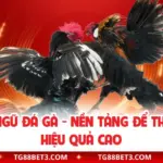 Thuật Ngữ Đá Gà - Nền Tảng Để Theo Dõi Hiệu Quả Cao